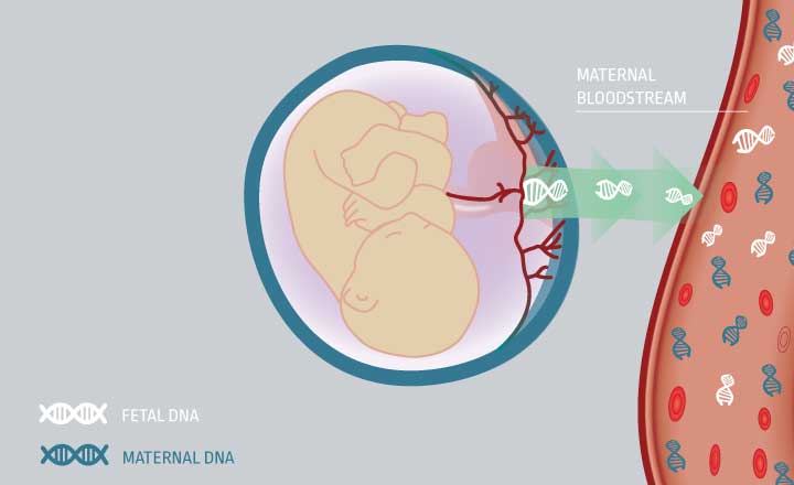 Qualified® prenatal test